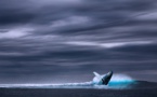 L'Islande renonce-t-elle enfin à la chasse à la baleine?