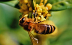 BeeLife : la ruche connectée qui protège les abeilles