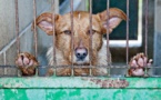 Un député propose 100 mesures pour lutter contre la maltraitance animale et les abandons
