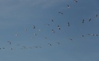 L’IMAGE DU JOUR – Oiseaux migrateurs