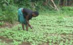 Reportage: Promotion du maraichage biologique au Bénin