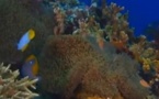Anémones et coraux