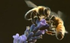 Semaine européenne de l'abeille
