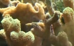 Les bienfaits du corail