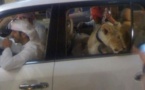 Des animaux sauvages dans les rues de Dubaï