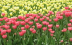 IMAGE DU JOUR: Tulipes