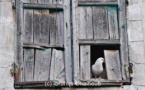 IMAGE DU JOUR – Le pigeon et la fenêtre