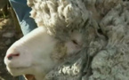 La vidéo du jour: Un mouton errant retrouvé avec une toise de laine record 