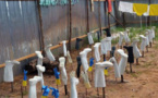 Ebola, un nouveau défi pour l'Afrique
