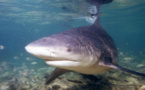 Ile de la Réunion: quelles solutions pour se protéger des requins?