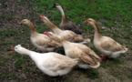 Épidémie de grippe aviaire dans le sud-ouest de la France