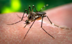 Zika: propagation explosive en Martinique 