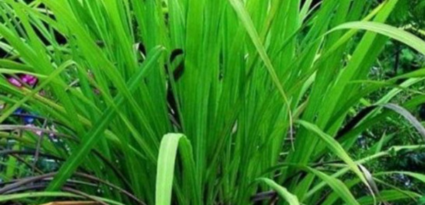 La palmarosa, plante miraculeuse et méconnue