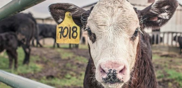 Transport des veaux: un calvaire inacceptable