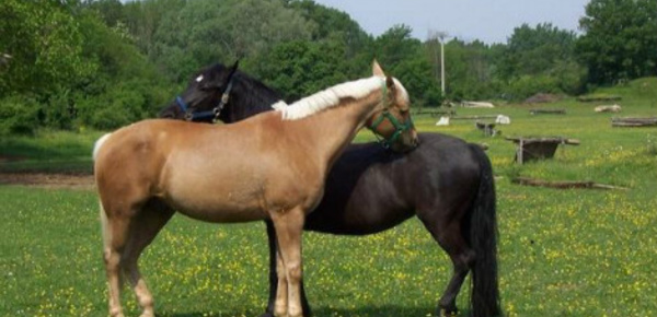 Un weekend pour explorer les liens entre l'animal et l'homme