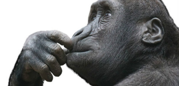 L'homme, un animal évolué sur la planète des singes?