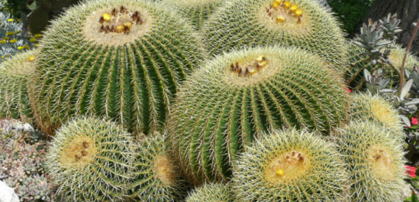 Découverte des cactus - 1