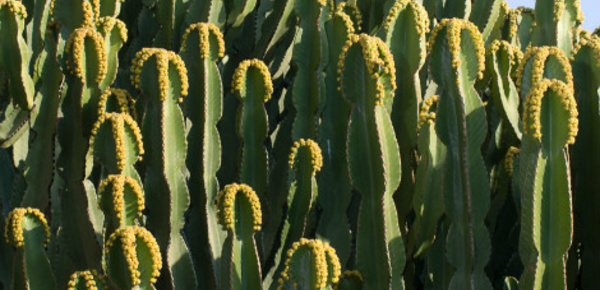 Découverte des cactus - 2