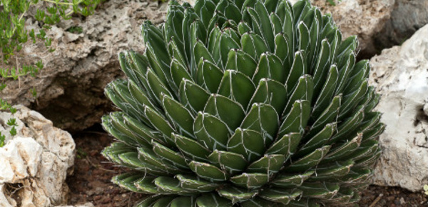 Découverte des cactus - 3