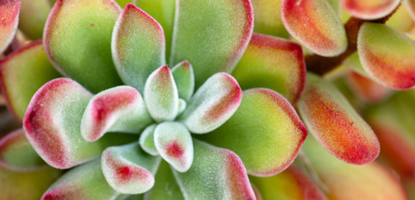 Découverte des cactus - 4