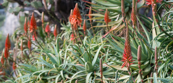 Découverte des cactus - 5