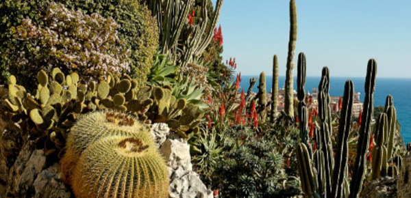 Découverte des cactus - 6