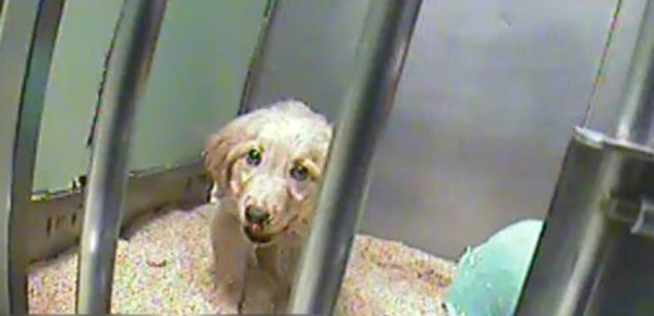 Onde de choc: des expériences animales cruelles financées par le Téléthon