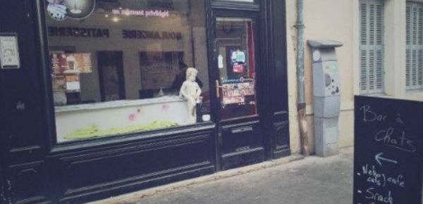 Le Chat Bulleux fait des vagues à Dijon