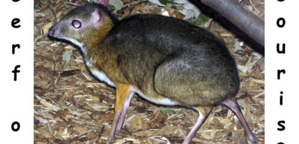 Naissances exceptionnelles