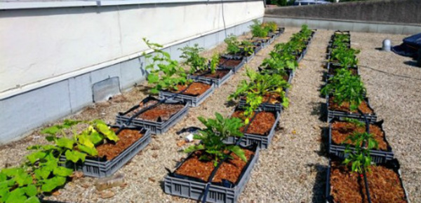 Nature en ville: quand des jardins fleurissent sur les toits