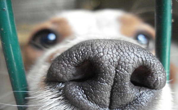 INSOLITE: truffes humides et divorces