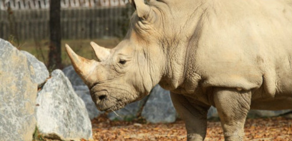 Un rhinocéros tué pour sa corne dans un zoo français