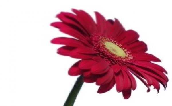 Non, j'ose pas ! Je suis trop timide !