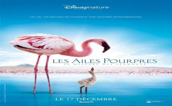 Les Ailes Pourpres - Le Mystère des Flamants