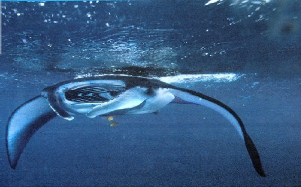 INSOLITE - REQUINS ET PETROLE