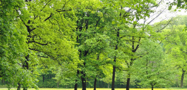 Classement 2017 des villes les plus vertes en France