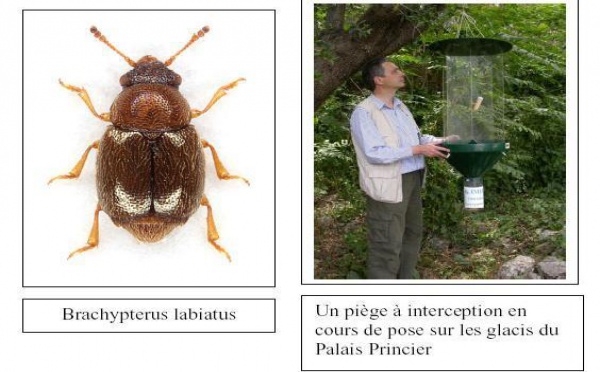 Un insecte rare découvert en Principauté