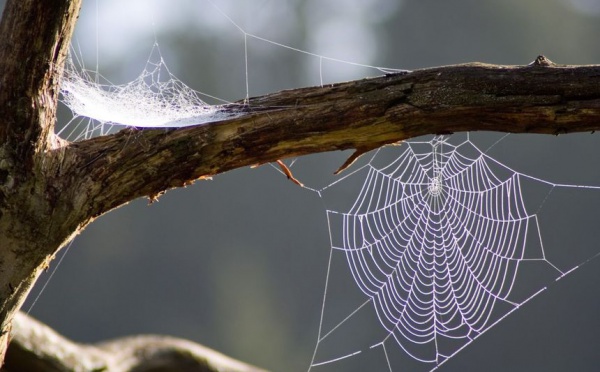 Le miracle de l’émerveillement : l’araignée appliquée
