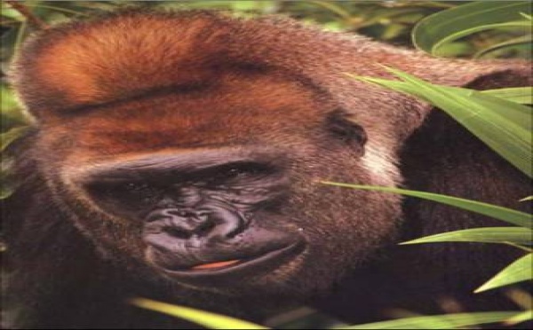 Une première au zoo de Budapest