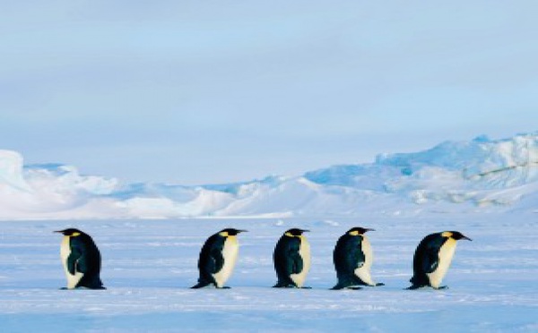 Si lui il le peut, alors, pourquoi pas moi aussi ?