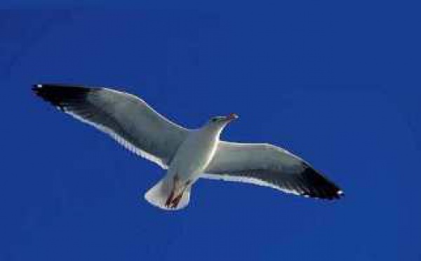 La métaphore des goélands crédules