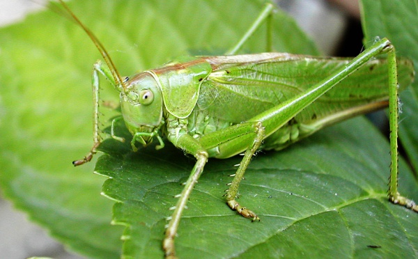 Du nouveau dans la restauration