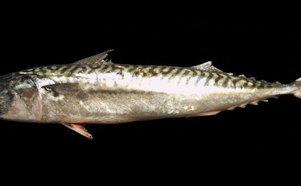 Poisson d'avril: serait-ce un maquereau?