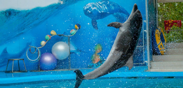 Ondes de choc sur les delphinariums