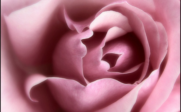 La métaphore de la rose