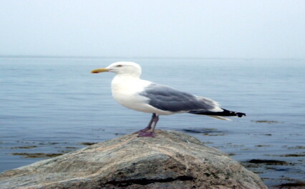 Les Oiseaux, seconde partie, à Barcelone