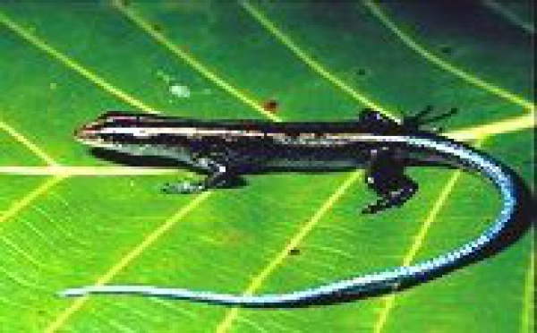 Biodiversité: Les amphibiens et les reptiles d'Europe en péril