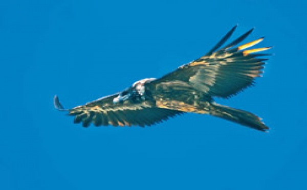 JOURNEE MONDIALE DE L'ENVIRONNEMENT - DERNIER LACHER DE GYPAETES BARBUS