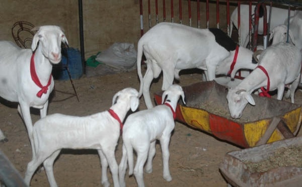 LES ELEVEURS DE MOUTONS DE LA REGION DE THIES EN FOIRE: La race Ladum à l'honneur