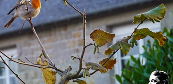 "Adorable Rouge-Gorge", par Robert W. Service